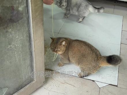 冰棍去面馆偶遇好友团团,一起去面馆要面条,有没有被萌到#萌宠vlog #猫咪 #记录猫咪日常