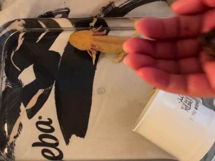 教大家喂蝾螈吧 我以前可蠢了 先是化开冻红虫 再用镊子一根根喂 可费事了 其实可以直接投喂 然后引导蝾螈去觅食#异宠 #变现任务中心入口 #六角恐龙鱼 #生活碎片#神奇动物在抖音