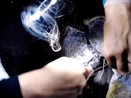 世界红色名录,濒临灭绝物种,七大海龟之一的【红海龟】,被渔网纠缠,仍上岸产卵。#保护动物 #动物世界