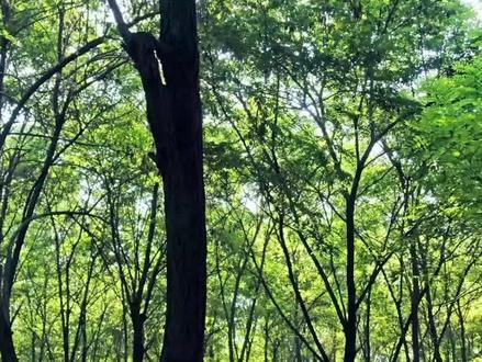 带孩子一起学习三年级上册课文《大自然的声音》所选段落要求背诵哦,赶紧给孩子收藏起来#小学语文 #三年级语文 #弘扬国学经典文化 #课文