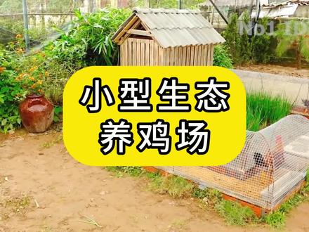 小型生态养鸡场#宠物 #宠物乐园 #萌宠乐园 #养鸡场围网
