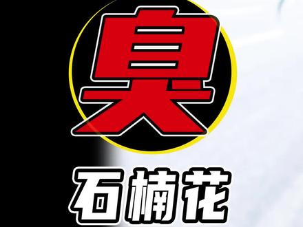 石楠花能把人臭吐,为什么还广泛种植?就不怕污染空气吗?#石楠花 #石楠 #石楠花开了 #植物