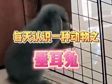 你家是什么品种的兔兔? #兔兔 #兔子 #宠物 #新手养宠