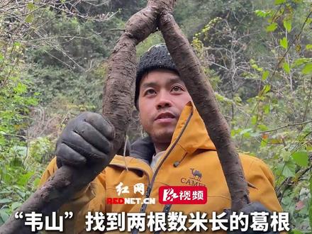 12月17日 湖南张家界荒野求生决赛第17天,“韦山”找到两根数米长的葛根,收获几天量的“淀粉”,挖不完了 砍断先带回庇护所。