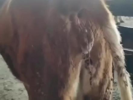 关注我每天分享#每天分享牛羊养殖小知识 #养殖人加油