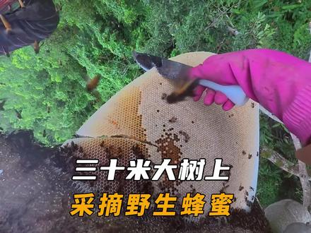 三十多米高的大树上采摘野生蜂蜜#蜂蜜 #大挂蜂 #户外 #荒野 #野生蜂蜜