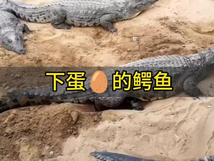 #上热门 又到了鳄鱼一年一次的产蛋时间#鳄鱼养殖大户 #鳄鱼#鳄鱼蛋#神奇动物来咯
