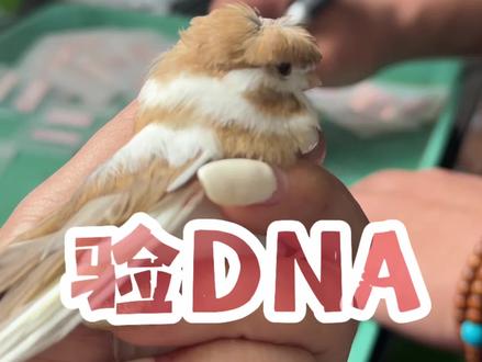 给第一批小鸟验DNA啦#养鸟经验分享 #繁殖 #格鲁斯特#养鸟日常 #异宠