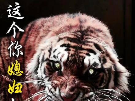 这个你媳妇打得过吗《超燃版》来了 #动物科普 #东北虎 #搞笑 #自然科普 #科普冷知识