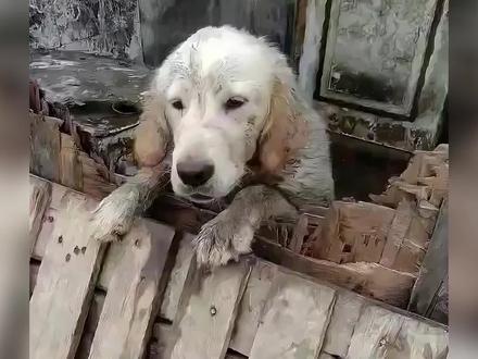 #关在猪圈里的金毛#狗狗救助 #哈喽啊小金毛 被关在猪圈里的金毛后续来了,它的名字叫乐乐,被救助后它迎来了全新的生活。