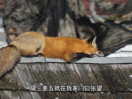 #我的抖音生活日记 番茄免费小说:最后的道君@@抖音小助手