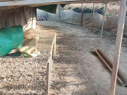 这群鸭子开始教它们一些习惯了