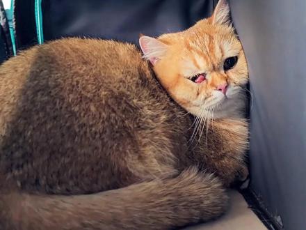 猫咪第三眼睑脱出,和主人讨论后选择手术,不过要谨防干眼症#宠物猫 #猫咪 #宠物医生