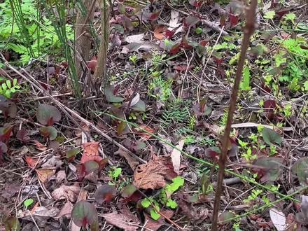 没回信息就是在挖折耳根,挖不完,根本挖不完#野菜美食 #大自然的馈赠