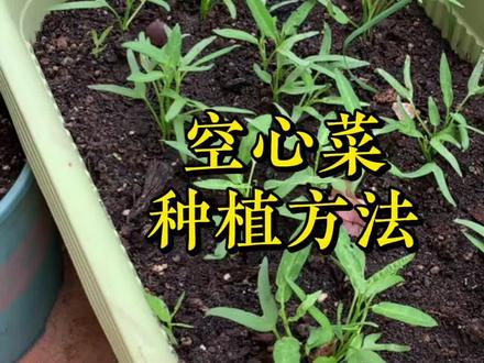 清明前后,种空心菜正当时,种植简单,还能多茬采摘#记录我的种植生活 #种菜小技巧 #种植小技巧 #分享你的蔬菜种植小妙招 #空心菜种植