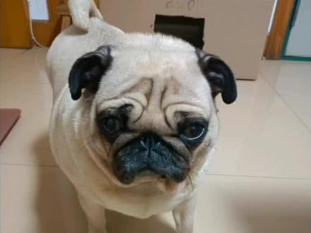 偷偷发个视频。🥴
#巴哥犬 #p图教程 #猎奇 #duo小姐