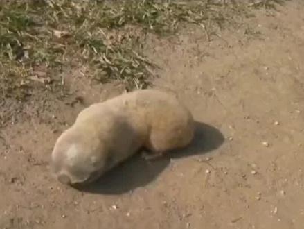 毁三官的冬瓜精,仅靠两官活着
#动物 #鼹形鼠 #白小鼹形鼠 #盲鼠 #爱护大自然保护野生动物