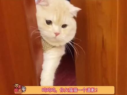 猫猫其实什么都明白,你欠猫猫一个道歉!