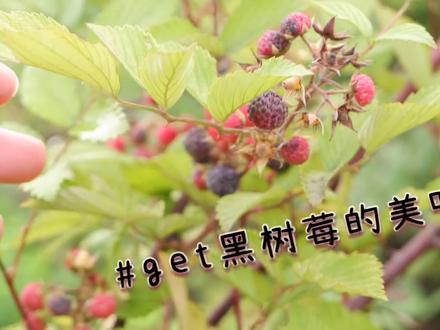重庆话都是喊 刺泡儿,不知道你们小时候吃过没,满满的童年回忆,这可是小时候为数不多的零嘴儿呢!#童年味道 #刺泡 #野莓 #刺泡儿泡酒 #黑莓果酱