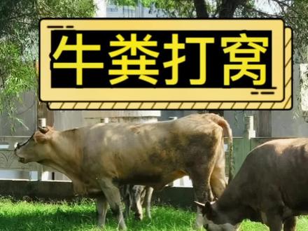 牛粪打窝越钓越多是真的吗?野河实测水下揭秘#钓鱼#钓鱼人#钓鱼技巧#饵料#饵料窝料