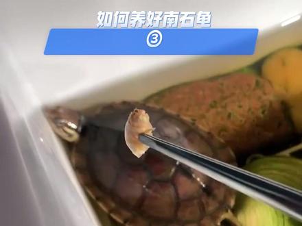 如何养好南石龟㈢#龟龟🐢 #龟大大 #养龟人 #养龟日常 #南石龟