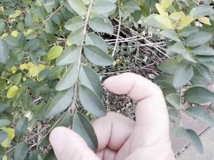 #水培小叶女贞 水培小叶女贞 毛叶丁香