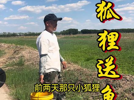 小狐狸走了一窝,不知道是外出觅食还是搬家。只剩下第二窝还在原地,给它留了二斤小鱼和三个鸡蛋,也算尽一份心意。世间相遇皆是缘分,哪怕只有短短数日,希望它们不管去往何处,都能平安顺遂,坚强的活下去!#我的乡村生活 #三农 #野生狐狸 #狐狸 #记录真实生活