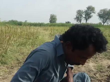 原来三哥是这样给羊做绝育的?看得我下面凉飕飕的