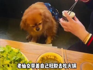 带狗吃火锅还伪造和解协议?老仙女灵机一动,得罪上百家南门涮肉 #南门涮肉 #宠物狗 #极端爱狗