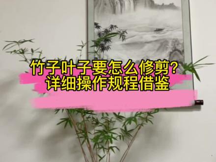 #红观音竹#竹子盆景#室内盆景 竹子如何修剪才能更加茂盛,好看,详细的修剪操作教程,大家可做参考
