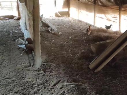 幽灵鸭和跑田鸭合并到一起了,现在变成跑山鸭了。