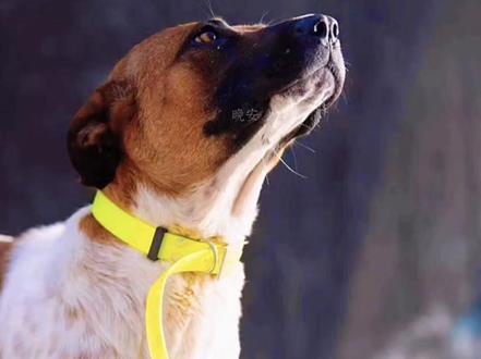 #西北刀客黄白花 #西北刀客 #西北刀客护农队
它们没有名贵血统,不是宠物,不是网红,只是一群用命护农的猎犬 它们不是工具,是用命换保护庄稼的战士。你可以不理解,但别轻易说残忍 若无护农 这些肉狗的下场只有成为盘中餐。