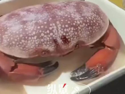 网友在餐厅点了一只螃蟹引发热议,专家:是正直爱洁蟹,有毒不能吃 #正直爱洁蟹