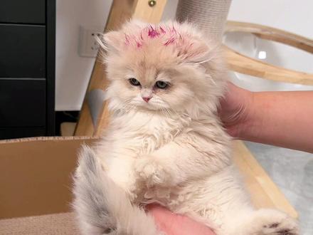 哪只小奶猫偷吃了我的火龙果?好难猜啊! #小奶猫 #猫咪的迷惑行为 #万物可爱计划