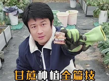 阳台楼台小菜园盆栽地栽甘蔗催芽种植方法步骤技巧 #种菜 #种植小技巧 #盆栽甘蔗 #甘蔗种植 #盆栽