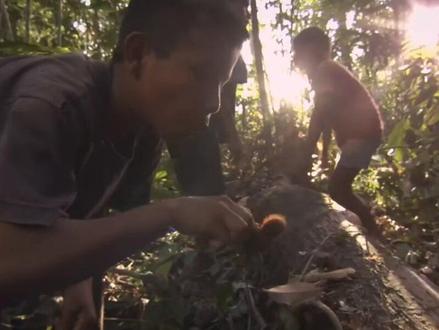 #纪录片 原始部落的小孩,家里没饭吃的时候,就去丛林深处徒手抓狼蛛烤着吃。