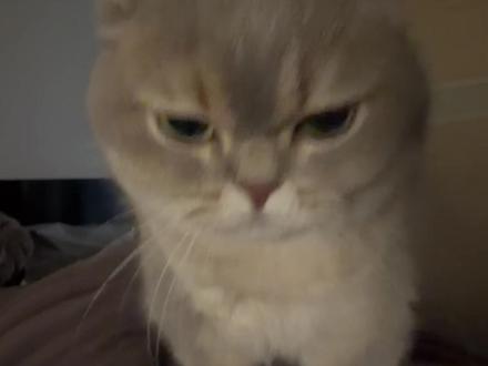 小猫得劲魔法! #猫咪日常 #萌宠治愈瞬间 #顽皮猫猫挑战赛