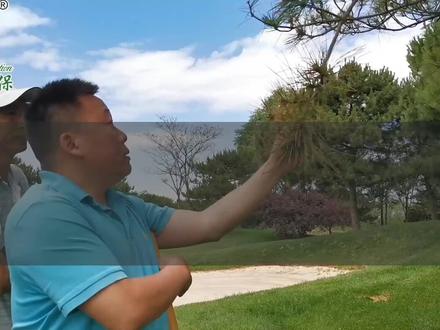 现场教学:破解松树针叶枯萎黄化脱落难题,找到解救松树枯黄萎衰弱死亡的原因和方案