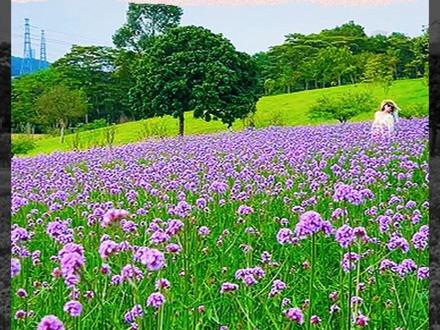 如何去深圳陌上花公园赏马鞭草花海?详细攻略来了~ 如何去深圳陌上花公园赏马鞭草花海?详细攻略来了~ 可以乘坐地铁6号线到“官田站”D出口,换乘M310路或M257路公交到“任达山庄”或“陌上花公园”下即达。陌上花公园马鞭草花期初花是4月中旬,现在正开,盛花是4月底至5月,现在去正好,免费直接入园,赶紧艾特你最会拍照的搭子来打卡吧!#陌上花公园马鞭草花海 #深圳新晋打卡地 #深圳游玩 #深圳花海 #吃喝玩乐分享计划