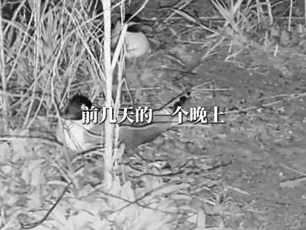 深夜救助站:一场告别,一生呼唤。 #野鸟 #救助野生动物 #保护动物 #鸟 #鸟类救助