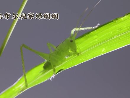 《昆虫记》中的绿蝈蝈#有趣的知识又增长了 #奇妙的动物 #文学常识积累 #一般人不告诉他 #你能叫出它的名字吗