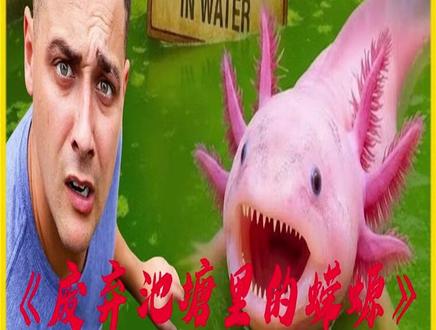 这一次我抽干了废弃的池塘,找到了六角恐龙鱼 #神奇动物在抖音