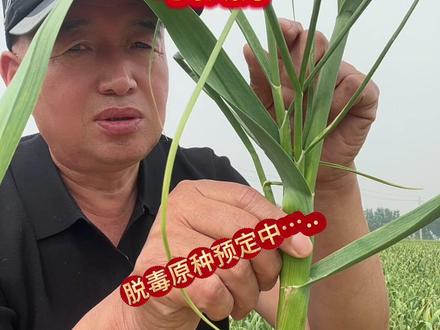 马尾蒜的正确操作与预防#支持三农扶持三农发展