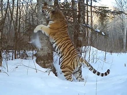 平平无奇眼镜哥👓
#老虎 #东北虎 #熊 #动物世界