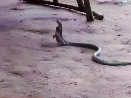 毒蛇捕食壁虎 被反杀 #动物世界