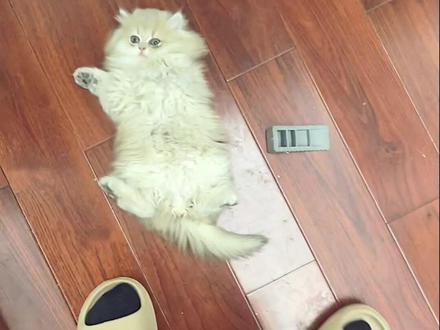 半夜看看我的小猫咪在干嘛😎