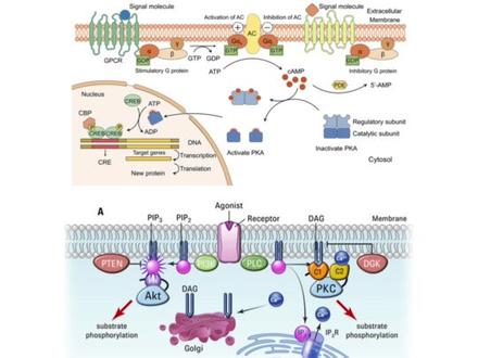 一张图梳理生物竞赛知识点|生竞必看 #生物 #生物竞赛 #生物联赛 #生物竞赛国家队教练 #竞赛