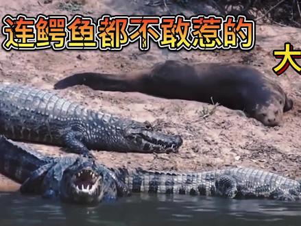 看起来萌萌哒的大水獭,却让鳄鱼都怕的退避三舍#野生动物零距离 #奇妙的动物 #野生动物