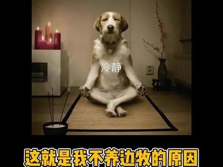 这就是为什么不能养边牧#边牧 #聪明 #搞笑