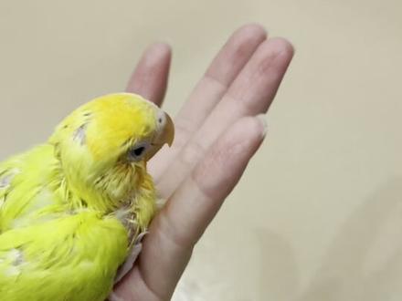 看到小鹦鹉的那一刻我认为它随时会挂#养鸟 #手养牡丹鹦鹉 #小鸡 #记录生活